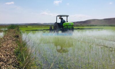Çorum’da Çeltik Arazileri Kiralanacak, İşte Başvuru Detayları