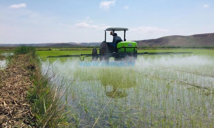 Çorum’da Çeltik Arazileri Kiralanacak, İşte Başvuru Detayları