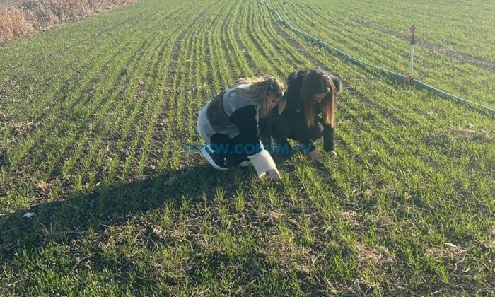 Hububat Tarlaları Mercek Altında