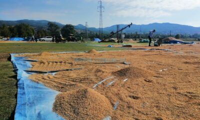 Kargı Belediyesi Çeltik Satacak