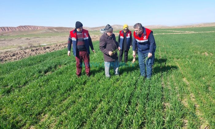 Hububat Alanlarında Hastalık Taraması