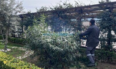 Yeşil Alan Ve Parklarda Bakım Çalışmaları Sürüyor