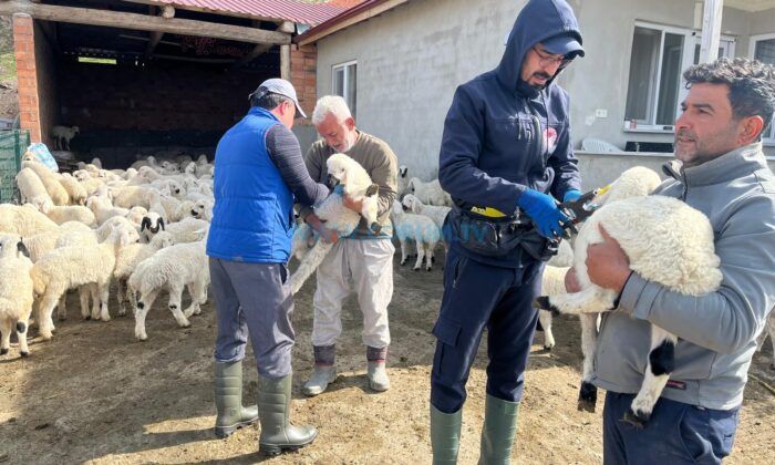 Aşılama ve Küpeleme Çalışmaları Sürüyor