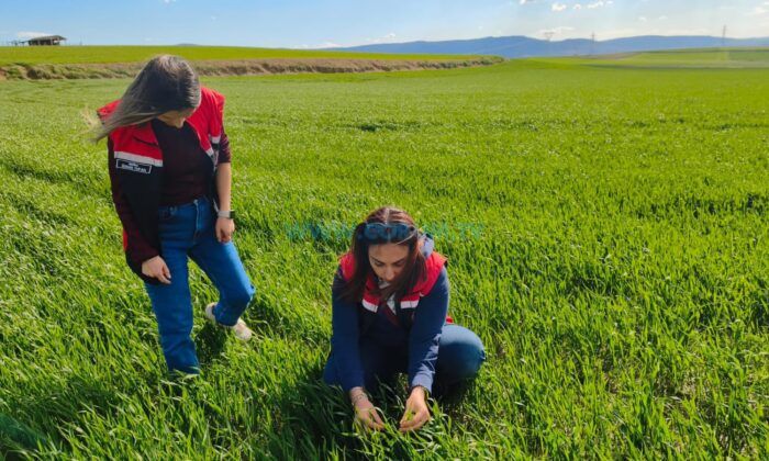 Çorum’da İlk Kez Denenen Tohumdan Şaşırtan Performans