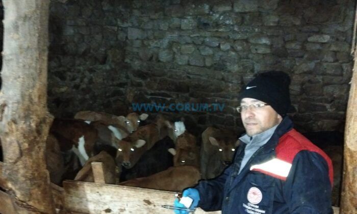 Hayvan Hastalıklarına Karşı Köy Köy Aşı Nöbeti