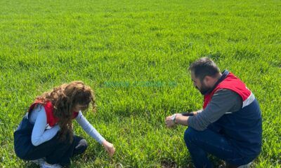 Hububat Ekili Alanlarda Fenolojik Gözlem