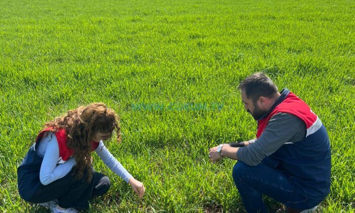 Hububat Ekili Alanlarda Fenolojik Gözlem
