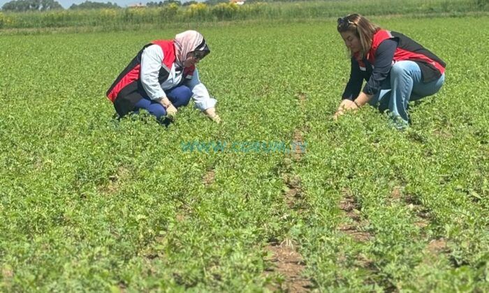 Atıl Tarım Arazilerinde Nohut Mesaisi