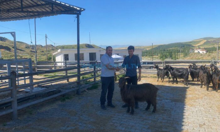 İskilip’te Hayvan Pazarı Her Salı Açılıyor