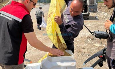 Laçin’de Çeltik Ekimi Yapıldı