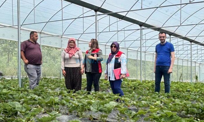 Örtüaltı Organik Çilek Üretimine Sıkı Denetim