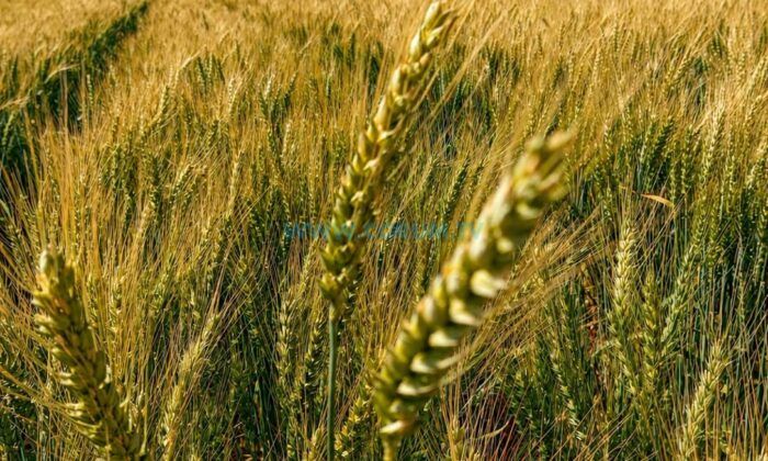Yerli Buğday ‘Kirve’ Beklentileri Aşıyor