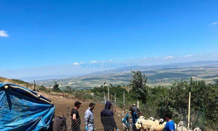 Aşılama ve Küpeleme Mesaisi Sürüyor