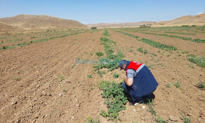 Kavun Üretiminde Kaliteyi Artırmak İçin Saha Denetimleri