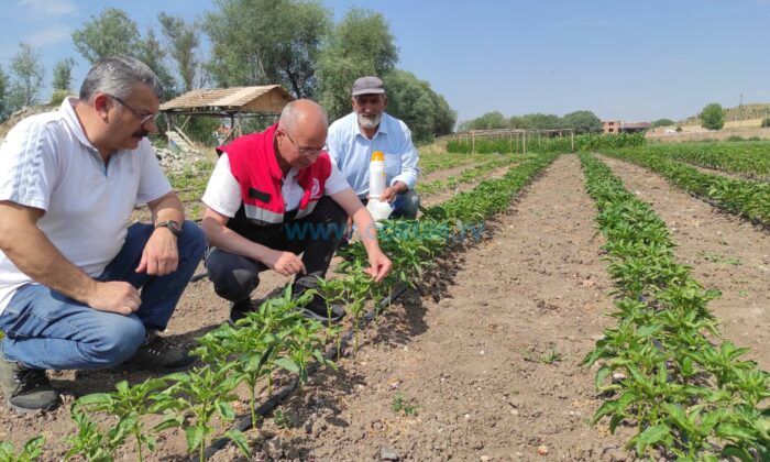 Sebze Üretiminde Hastalıklara Karşı Erken Teşhis Mesaisi