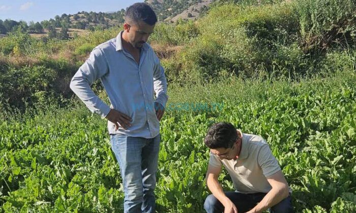 Şeker Pancarı ve Domates Tarlalarında Denetimler