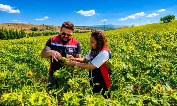 Tritikale ve Ayçiçeği Tarlalarında Verim Mesaisi