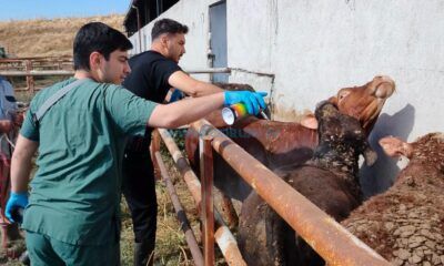 İthal Hayvanlar İçin Karantina Denetimleri