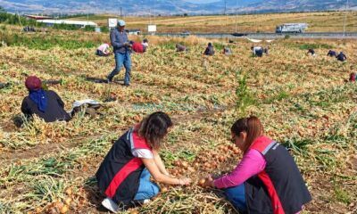 Soğan Tarlalarında Hasat Kontrolleri