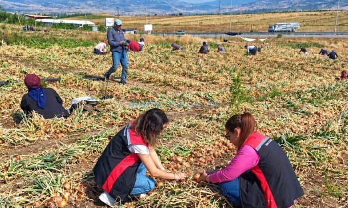 Soğan Tarlalarında Hasat Kontrolleri