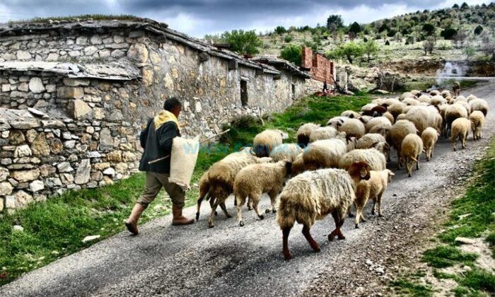 Sürü Yönetimi Kursu İçin Başvurular Başladı